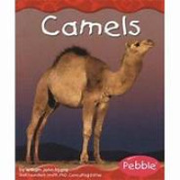 camels