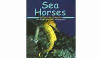 sea horses